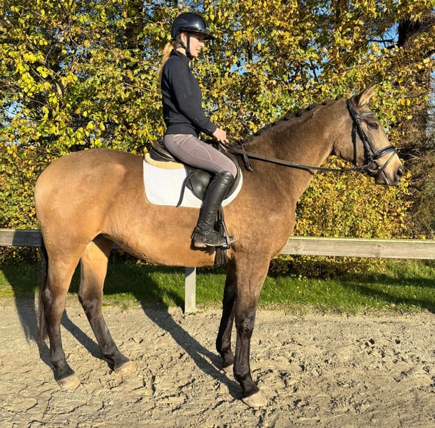 Palomino, Stute in Süderlügum