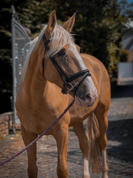 Palomino, Stute in Rommerskirchen