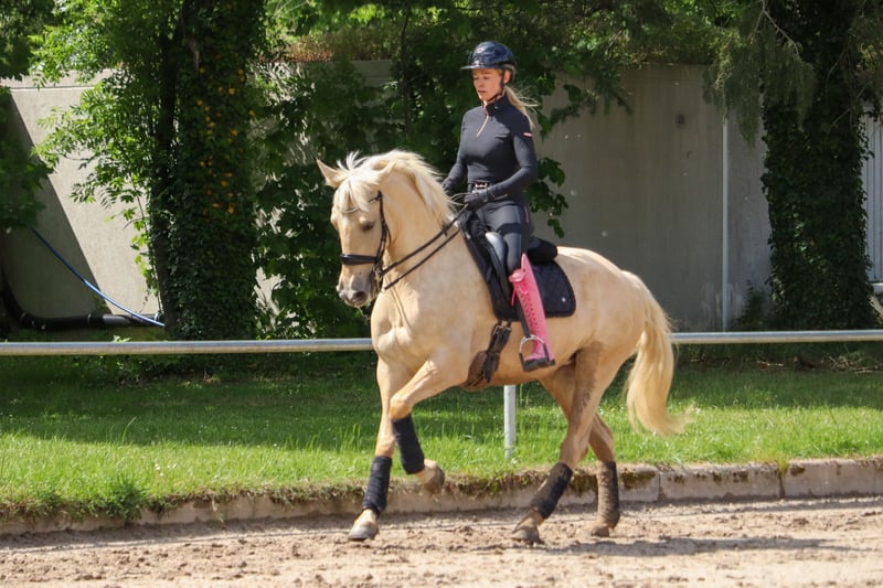Palomino, Stute in Überherrn