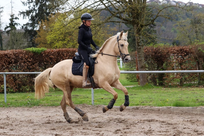 Palomino, Stute in Überherrn