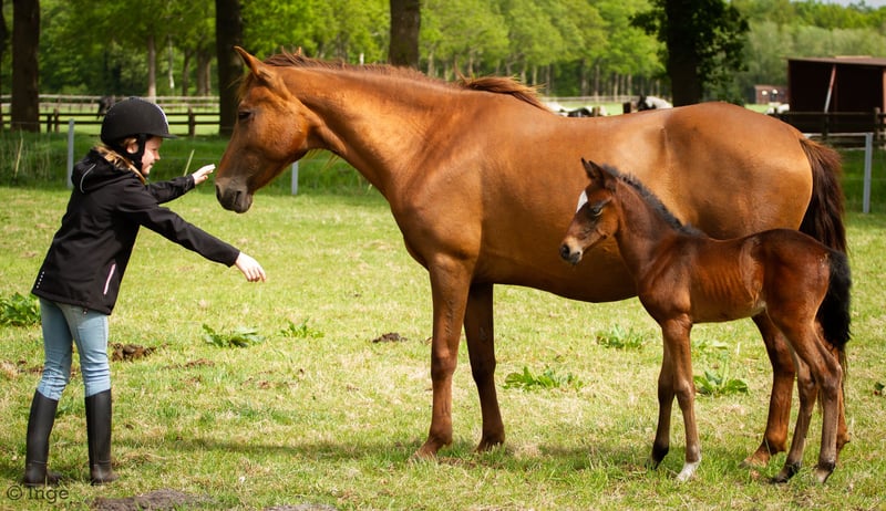 Paso Fino Horse — Full Profile, History, and Care