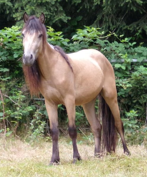 Paso Fino, Stute in Arnbruck