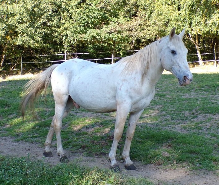 Paso Fino, Wallach in Arnbruck