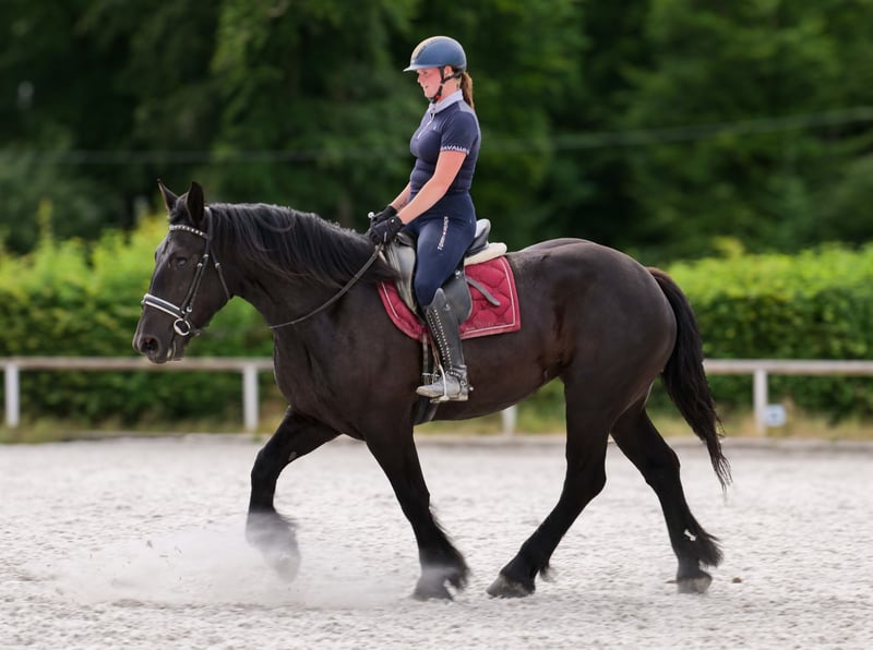 Percheron, Stute in Neustadt (Wied)