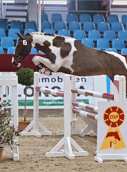 Pintos, Hengst in WesterstedE