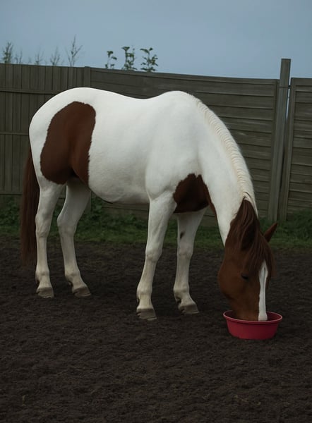 Pintos, Stute in Norderstedt