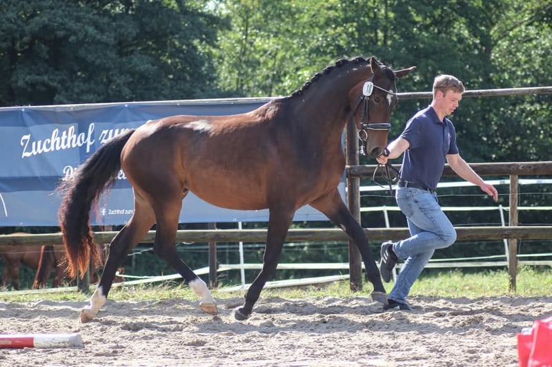 Pintos, Stute in Leer (Ostfriesland)
