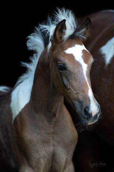 Pintos, Stute in Blankenhain