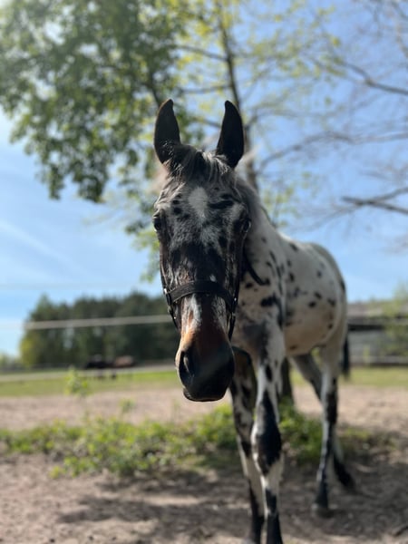Polish Halfbred Stallion 1 year 16,1 hh Leopard-Piebald in