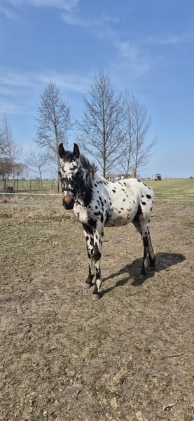 Polish Halfbred Stallion 1 year 16,1 hh Leopard-Piebald in