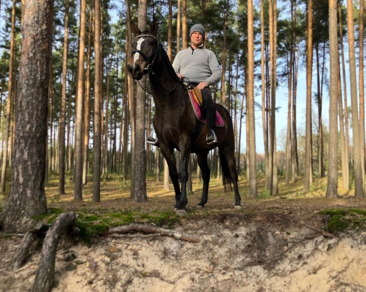 Polnisches Halbblut, Stute in Görlitz