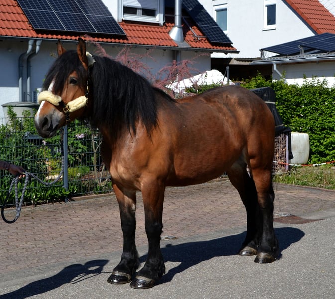 Polnisches Kaltblut, Stute in Bretten