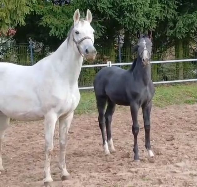 Polnisches Sportpferd, Hengst in Forst