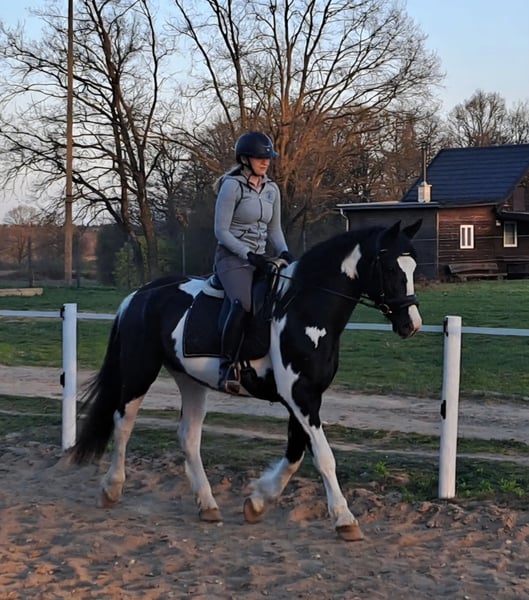 Polnisches Sportpferd, Stute in Forst