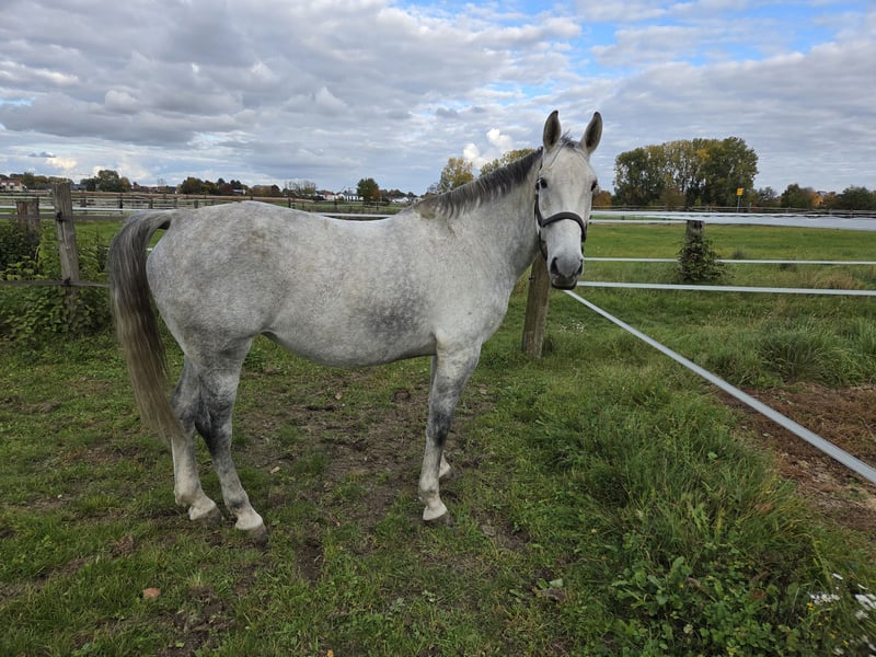 Polnisches Sportpferd, Stute in Neuburg an der Donau