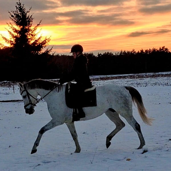 Polnisches Sportpferd, Stute in Forst