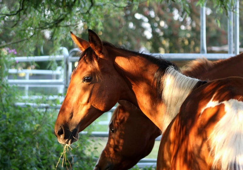 Polnisches Warmblut, Stute in Bredstedt