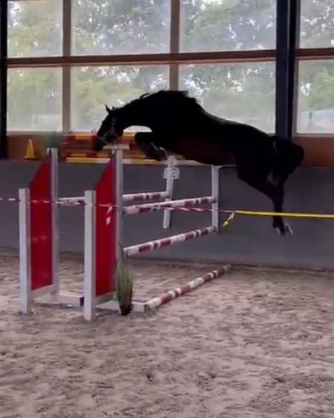 Polnisches Warmblut, Stute in Papenhagen