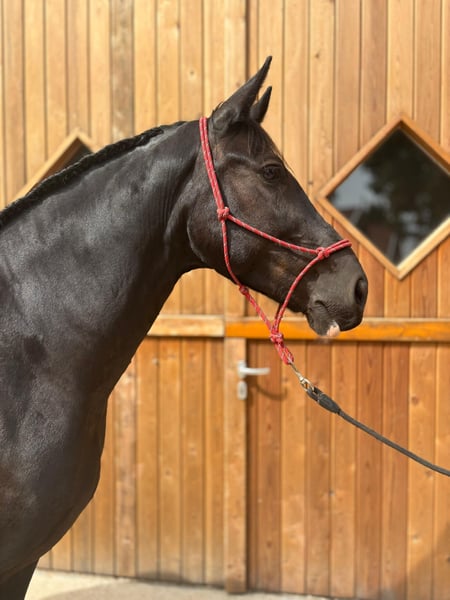 Polnisches Warmblut, Stute in Eggermühlen OT Bockraden