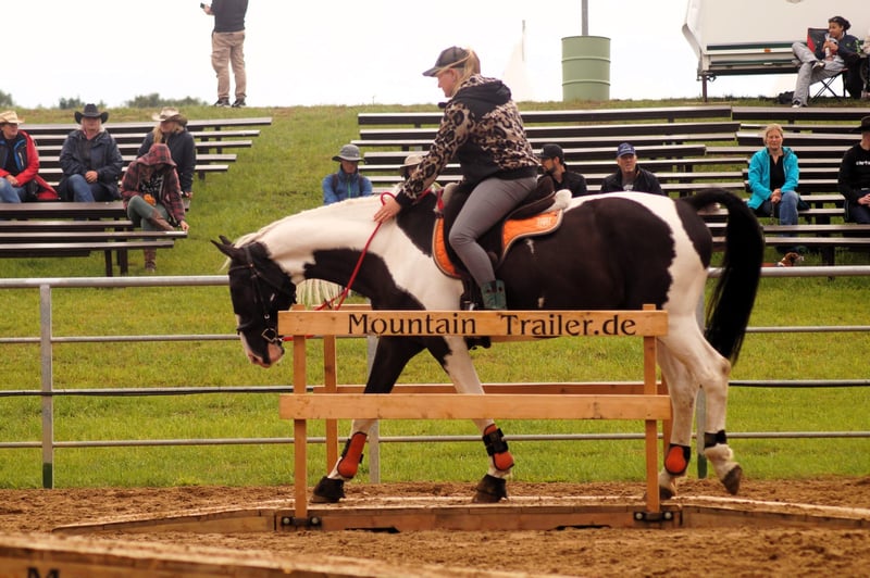 Polnisches Warmblut, Wallach in Bückeburg Evesen