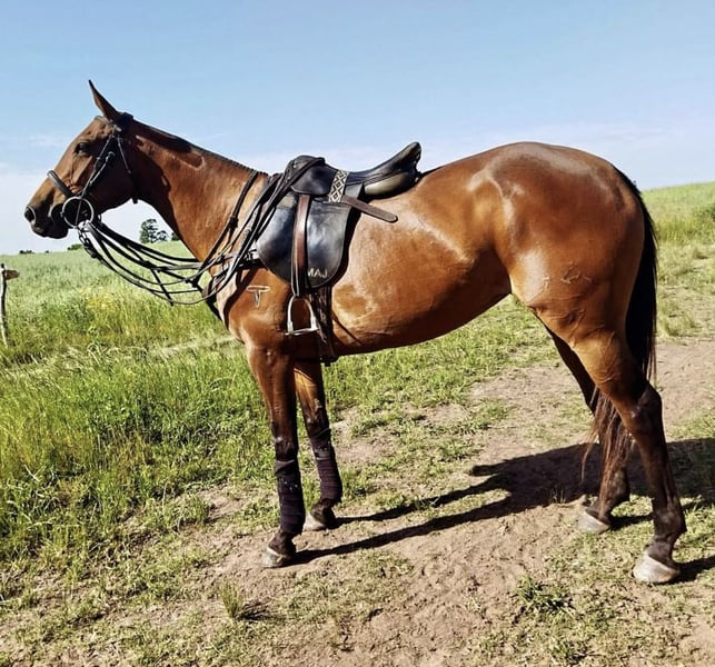 Polo Pony, Stute in Holzkirchen