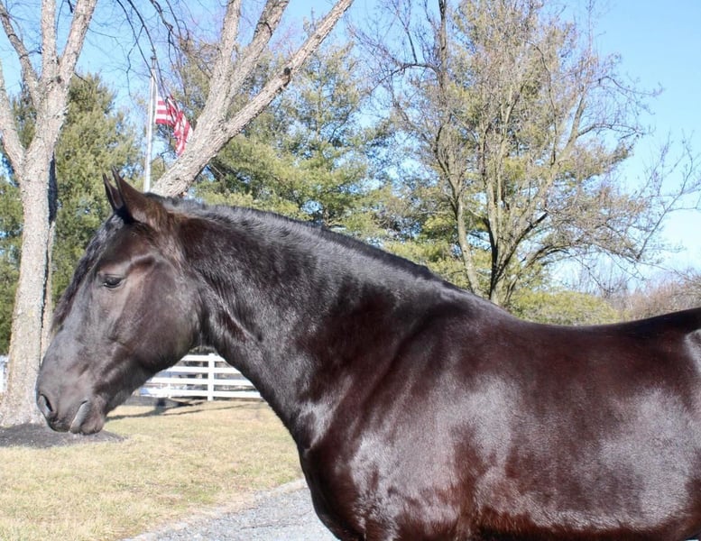 Pozostałe rasy Wałach 4 lat Kara in Allentown, NJ