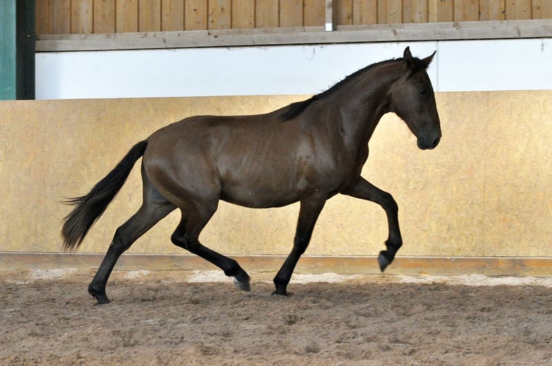 PRE, Hengst in Waldhölzbach