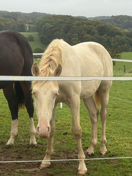 PRE, Hengst in Kürten