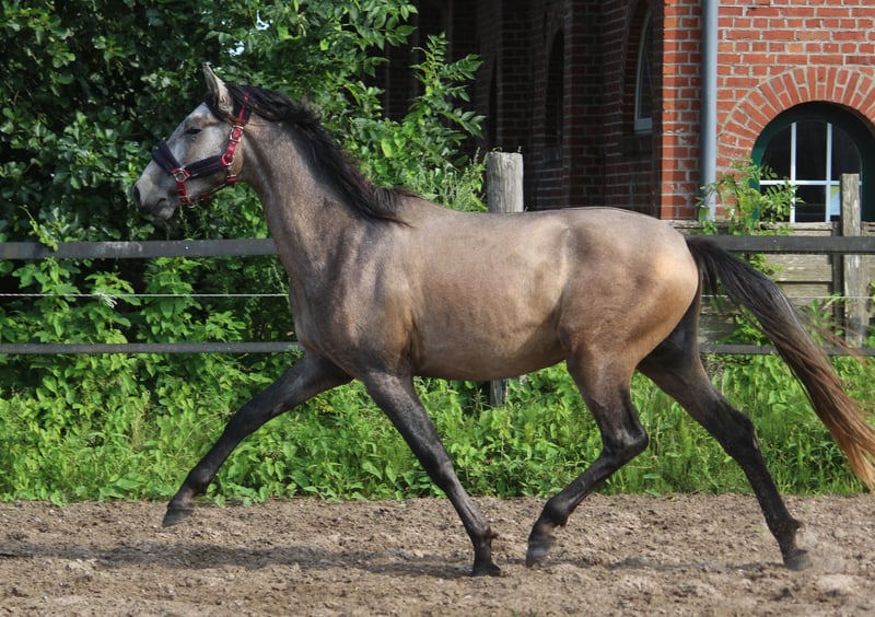 PRE, Hengst in Wremen