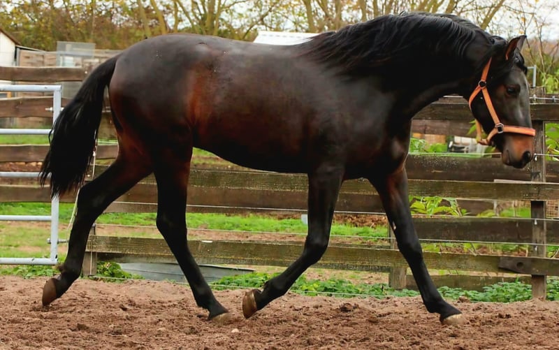 PRE, Hengst in Polenz