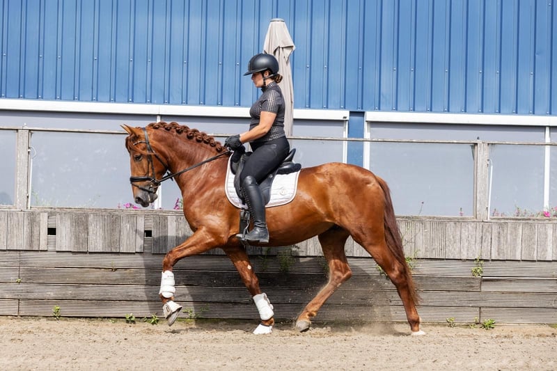 PRE, Hengst in Frankfurt am Main