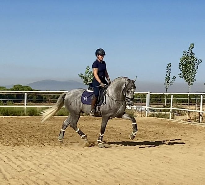 PRE, Hengst in Warendorf