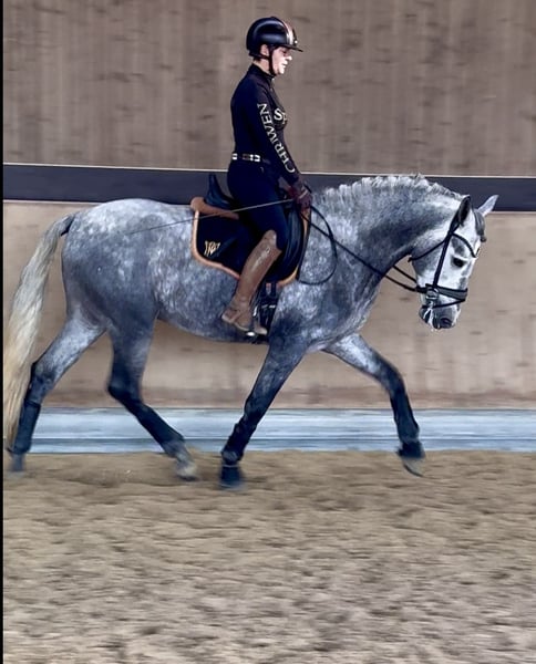 PRE, Hengst in Warendorf