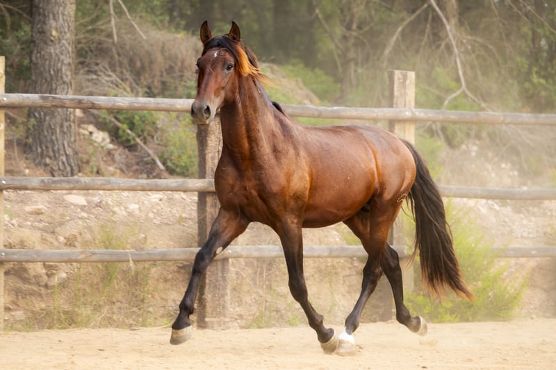 PRE, Hengst in El Catllar
