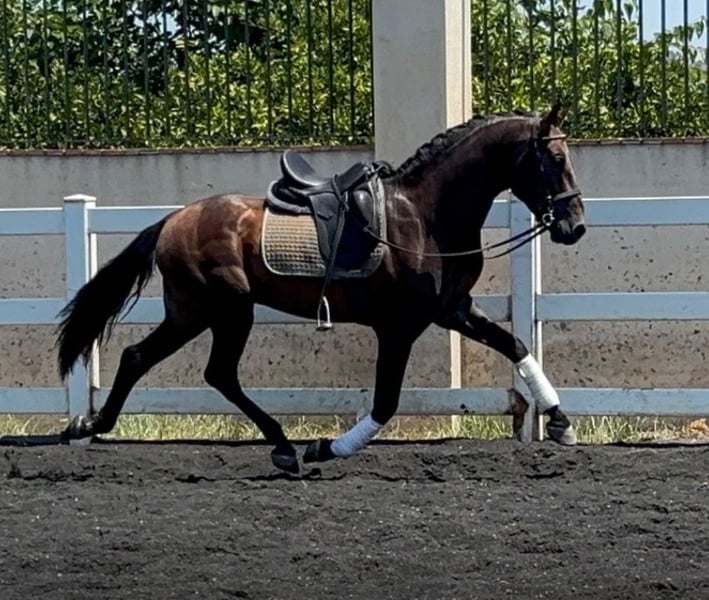 PRE, Hengst in Martfeld