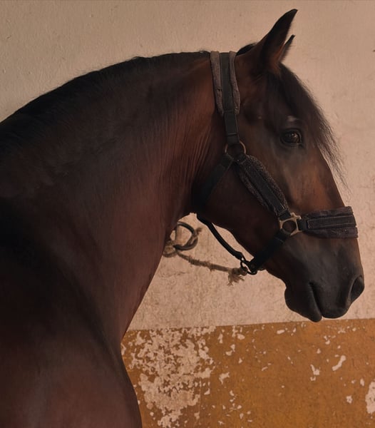 PRE, Hengst in Martfeld