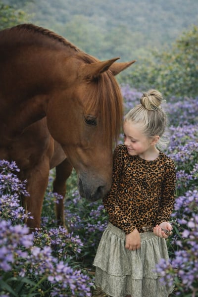 PRE, Hengst in Grebenhain