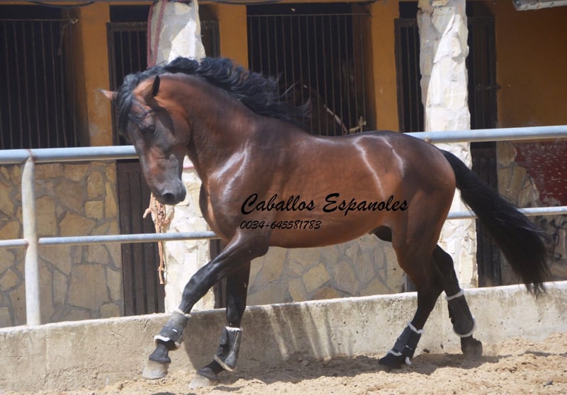 PRE, Hengst in Vejer de la Frontera