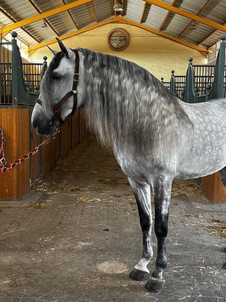 PRE Hengst 4 Jahre 174 cm Apfelschimmel in Orihuela