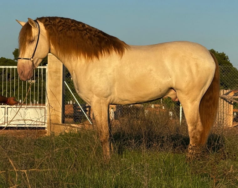 PRE, Hengst in Martfeld