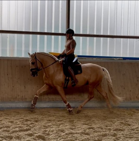 PRE, Hengst in Warendorf