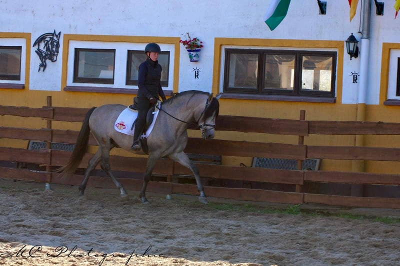 PRE, Hengst in Polenz