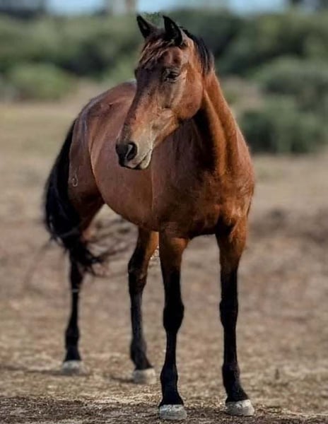 Baroque Pinto Stallion 2 years Brown in Chiclana de la Frontera