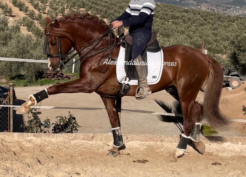 Puledro Frisone (Serie Horse Club Cavalli - Price Unit Red) di