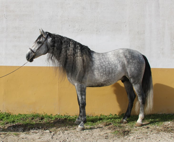 PRE Stallion 6 years 15,2 hh Gray-Dapple in Vejer de la Frontera