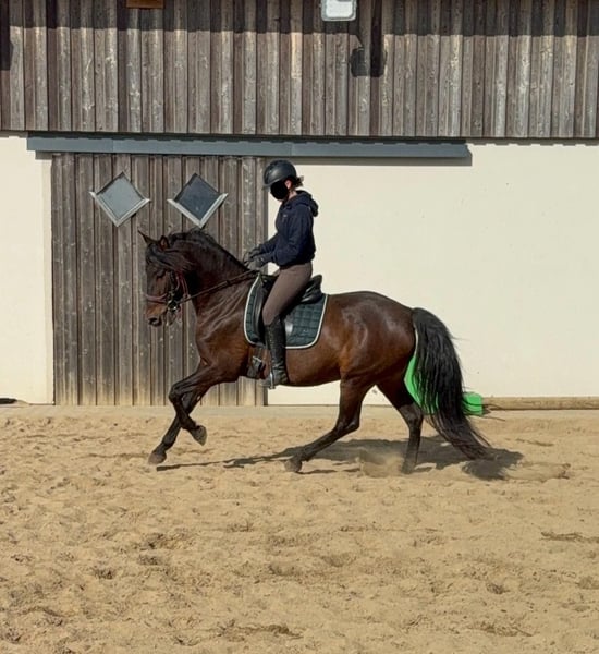 PRE, Stute in Daleiden