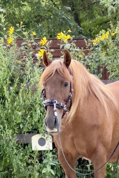 PRE, Stute in Stahnsdorf