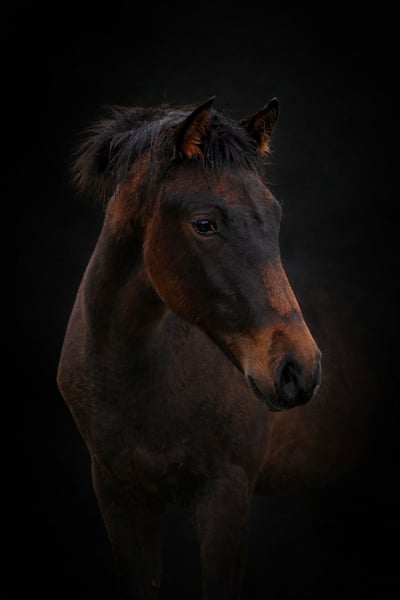 PRE, Stute in Stahnsdorf