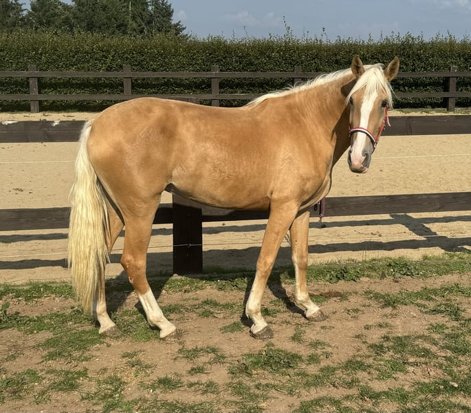 PRE Mix Stute 4 Jahre 155 Cm Palomino In Daleiden Pre Stute 4jahre 155 Cm Palomino Freizeitpferd Working Equitation Horses Trail Dressurpferd Daleiden Dcce990a 5e85 49b5 9f32 15d3495b3ac1