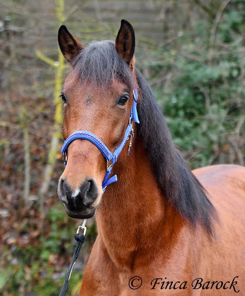 PRE, Stute in Wiebelsheim